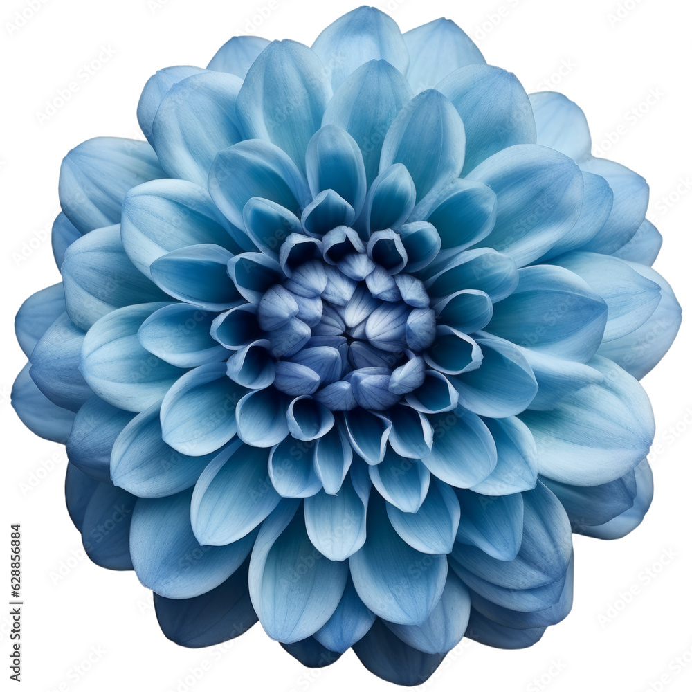 Blue Dahlia Flower. Isolated on Transparent Background. generative ai