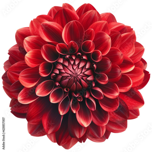 Red Dahlia Flower. Isolated on Transparent Background. generative ai © ‎Fantastic-Stock