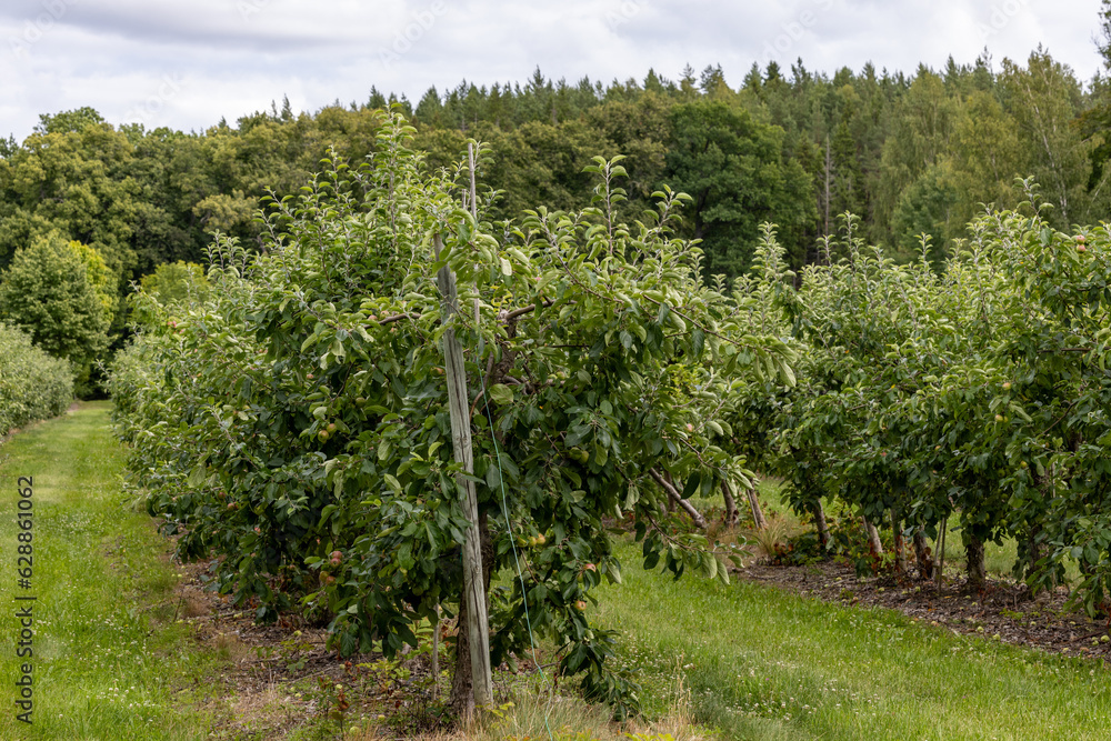 Enkoping, Sweden An apple orchard in the summer with growing apples.