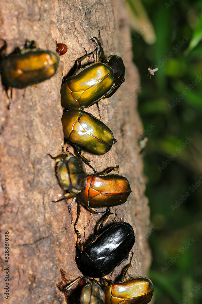 カナブン 甲虫 水彩画 【公式通販】