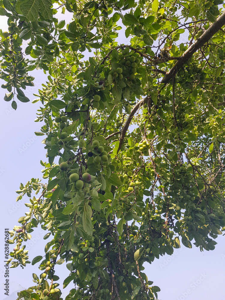 Fototapeta premium Plum tree filled with plums on its branches
