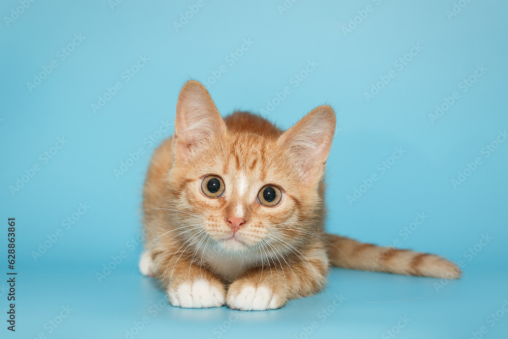 Small and curious red kitten stares intently Small and curious red kitten stares intently