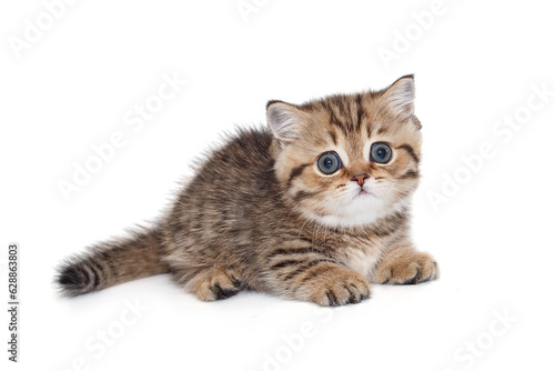 Small, striped Scottish kitten