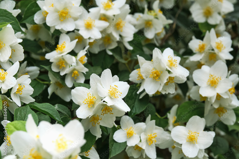 White-green floral background. Flowering mock orange or garden jasmine White-green floral background. Flowering mock orange or garden jasmine