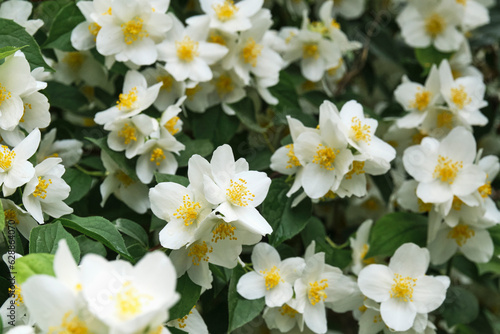 White-green floral background. Flowering mock orange or garden jasmine