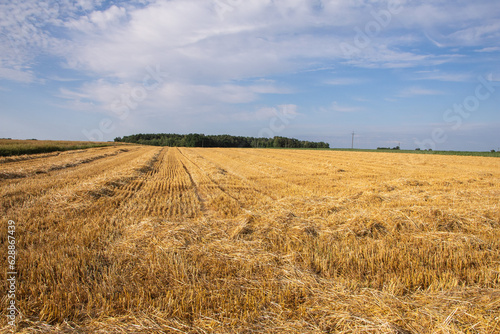 Corn in the field on a sunny day just before harvest. Summer. © W Korczewski