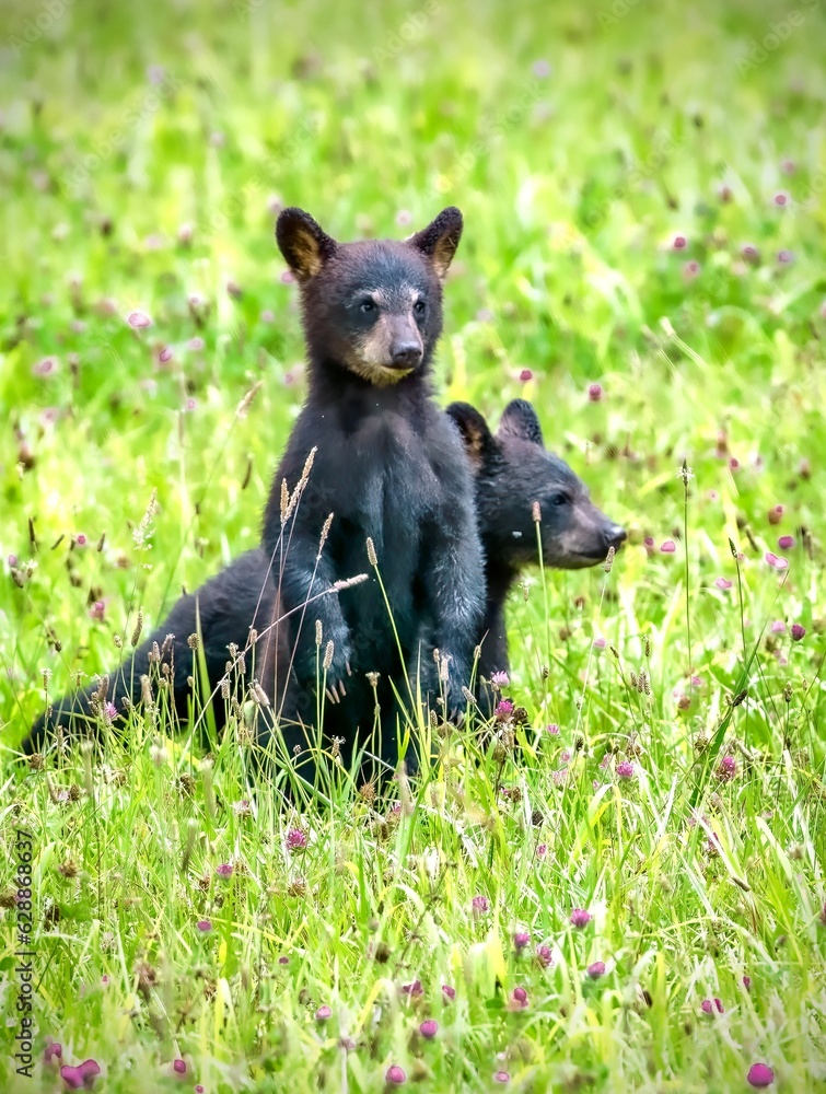 Naklejka premium Black bear cubs