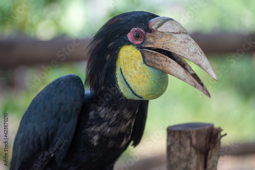Close up of a female Rhyticeros undulatus bird, The wreathed hornbill is perching on a tree in Borneo forest