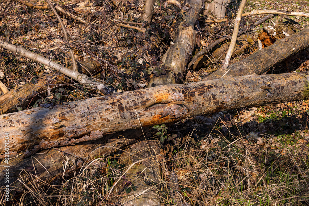 Dead tree trunks marked by insect infestation in forest weakened by climate crisis Dead tree trunks marked by insect infestation in forest weakened by climate crisis