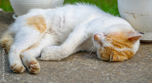 Sleeping domestic orange white cat