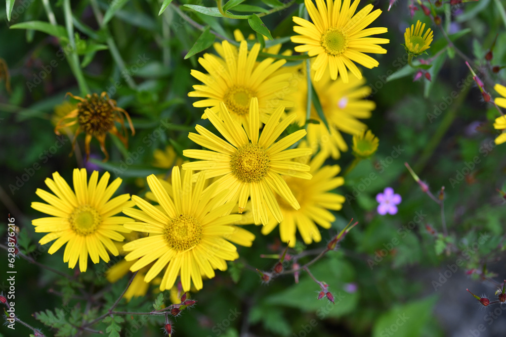 Fototapeta premium Ochsenauge Wildblume