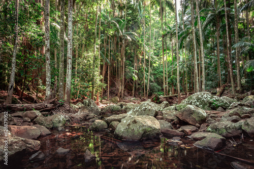 Palms along the Cedar creek in Tamborine National Park in Queensland, Australia