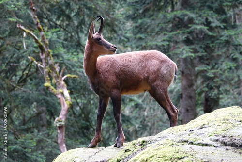 isard sauvage sur un rocher