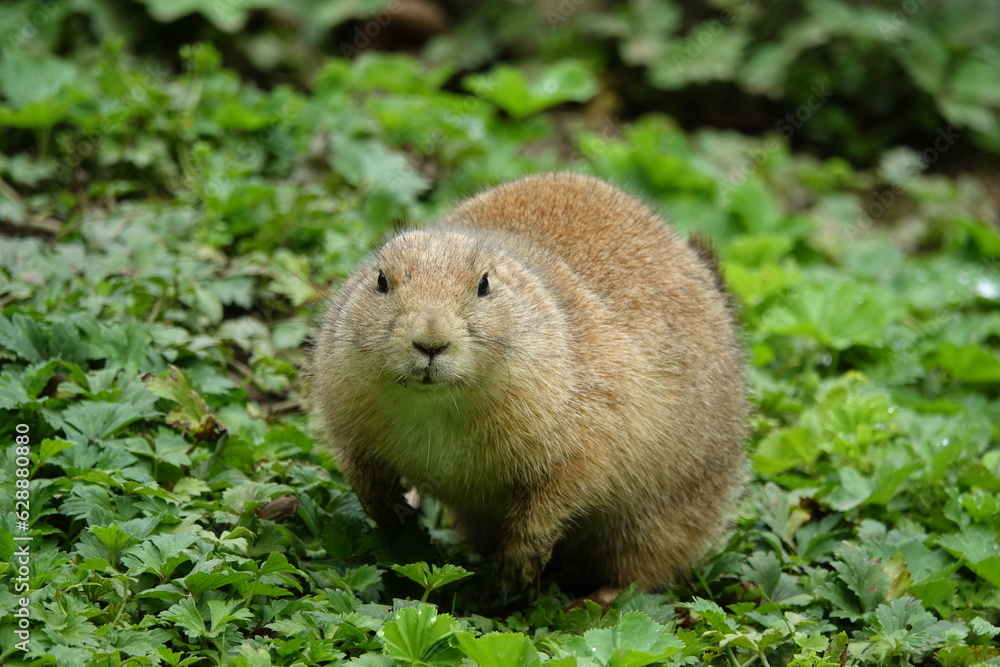marmotte dans la nature marmotte dans la nature