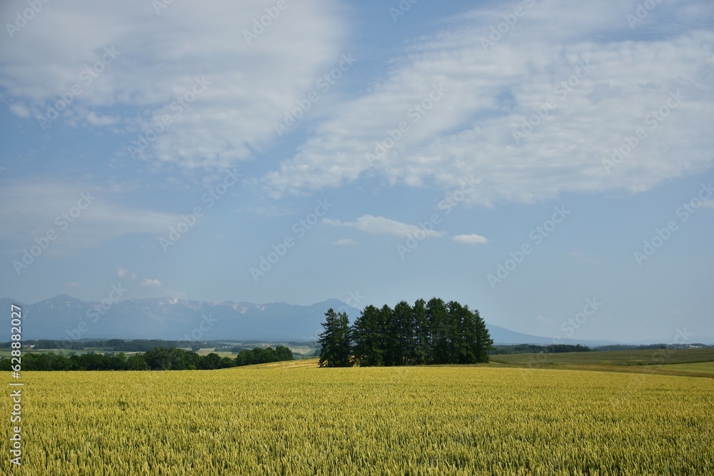 小麦畑の丘
