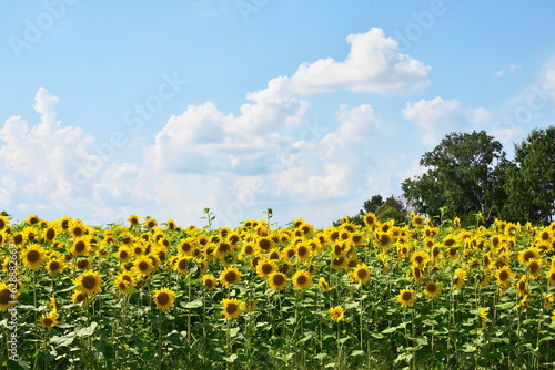 夏の風物詩のひまわり