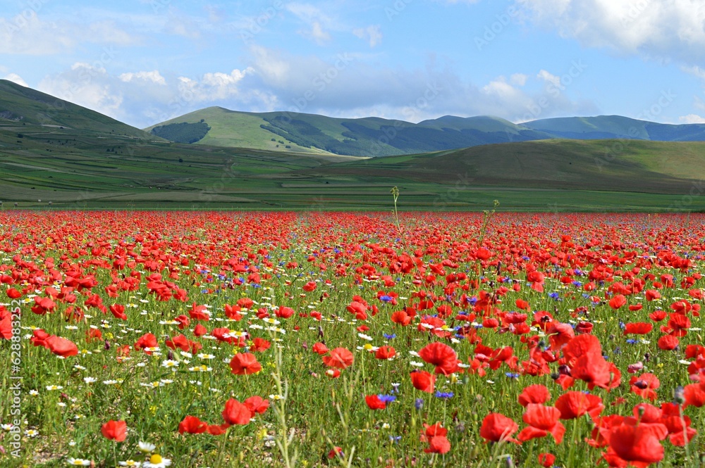 field of poppies in Italy