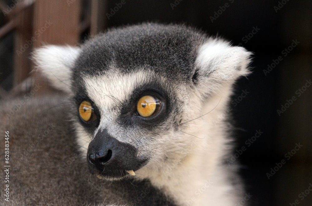 Obraz premium キツネザル