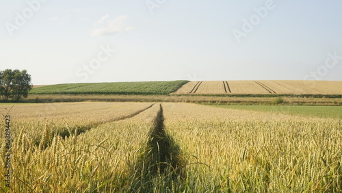 Weizenfeld