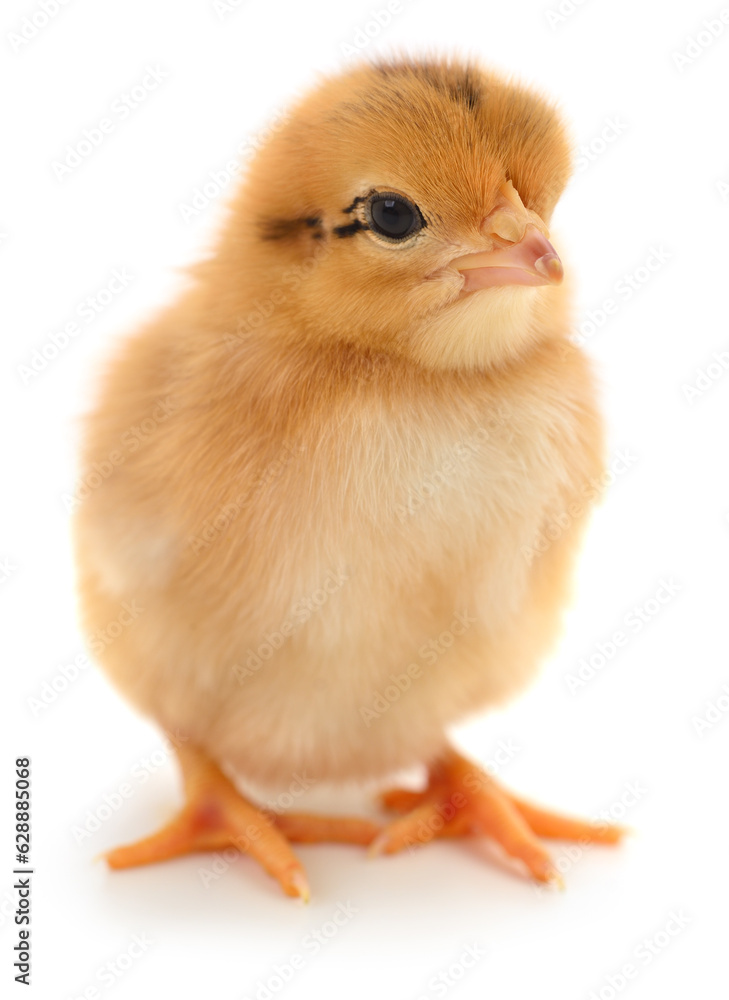 Small brown chicken Small brown chicken