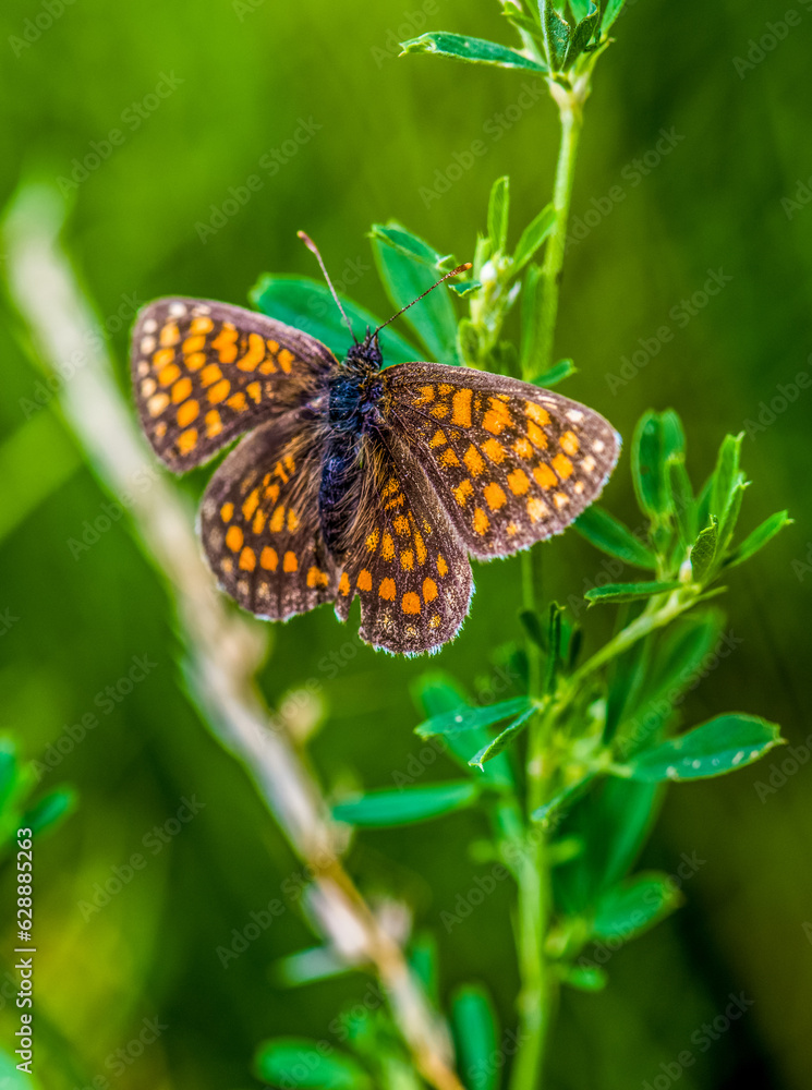 Obraz premium Heath Fritillary Butterfly