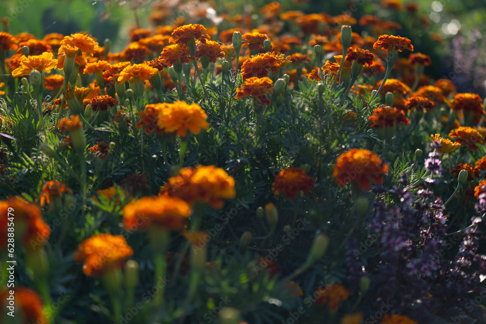Marigolds growing in the garden and illuminated by warm sunlight
