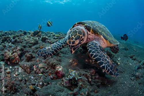 Hawksbill Sea Turtle - Eretmochelys imbricata, feeding. Sea life of Tulamben, Bali, Indonesia.