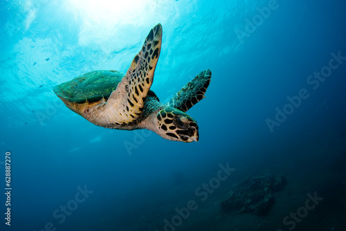 Hawksbill Sea Turtle - Eretmochelys imbricata. Sea life of Tulamben, Bali, Indonesia.