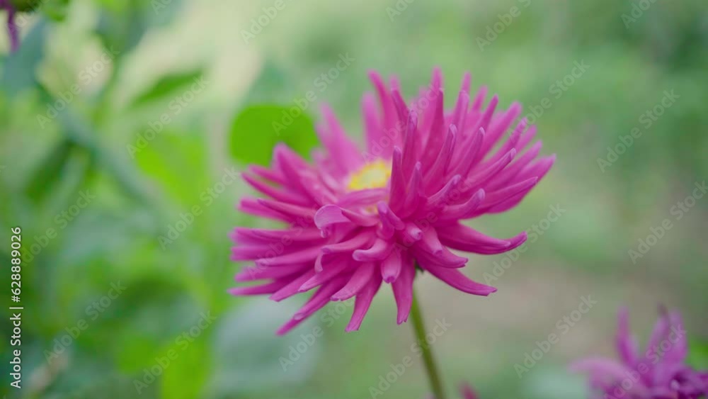 blooming pink purple flowers in the garden. beauty of flowers blooming pink purple flowers in the garden. beauty of flowers