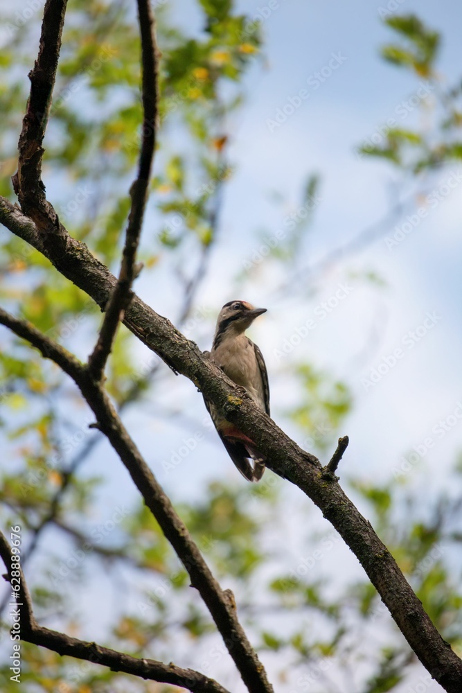 Closeup of Hairy woodpecker perched on a branch of a tree on a sunny day with a blurry background Closeup of Hairy woodpecker perched on a branch of a tree on a sunny day with a blurry background