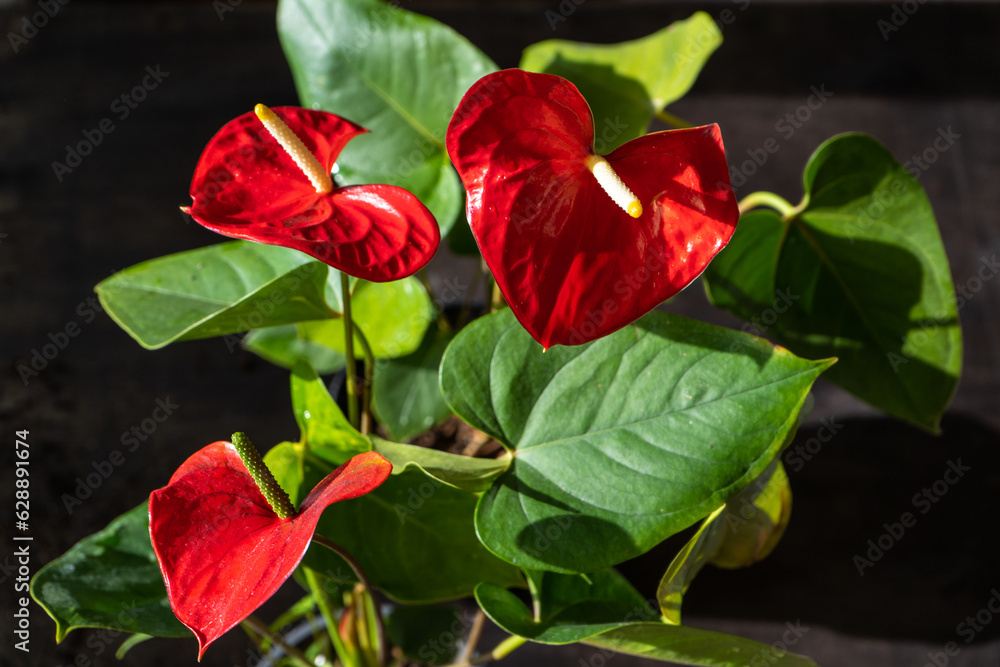 Anthurium buds on black background. Red home flower with a yellow center. Flower in the shape of a heart. Anthurium andraeanum Araceae or Arum symbolize hospitality. Red flamingo anthurium. Petal leaf Anthurium buds on black background. Red home flower with a yellow center. Flower in the shape of a heart. Anthurium andraeanum Araceae or Arum symbolize hospitality. Red flamingo anthurium. Petal leaf