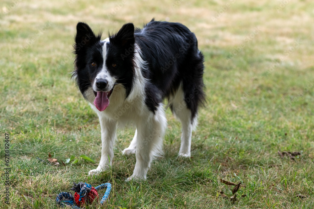 A young black and white border collie is playing with a rope with a red ball in the park, color photo in the summer