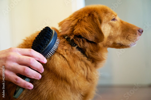 Dog grooming. Brushing the coat of a Nova Scotia Duck Tolling Retriever.