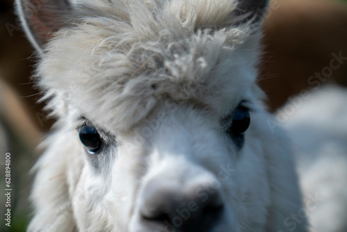 Alpaca