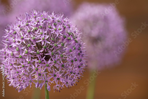 summer purple flower