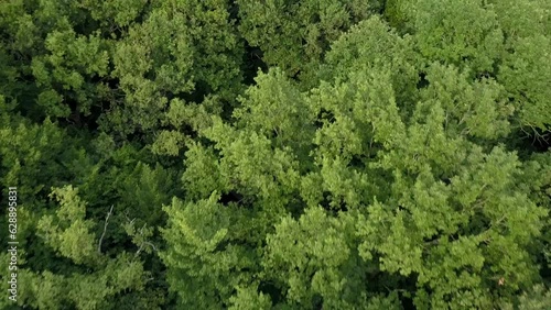 Tracking shot moving forward of a tree canopy photo