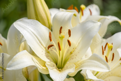 Beautiful flowers on a sunny summer day