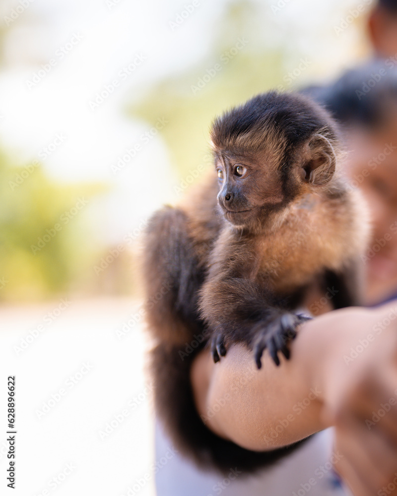 Pet capuchin monkey laying on someone's arm. Pet capuchin monkey laying on someone's arm.
