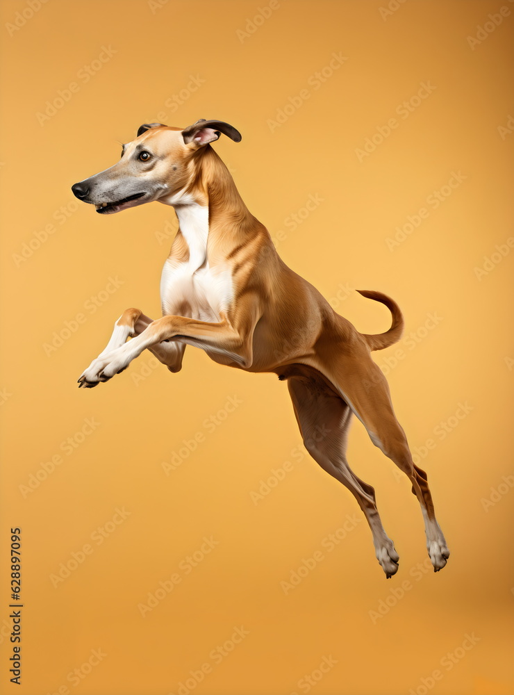 greyhound dog jumping isolated on yellow orange studio background
