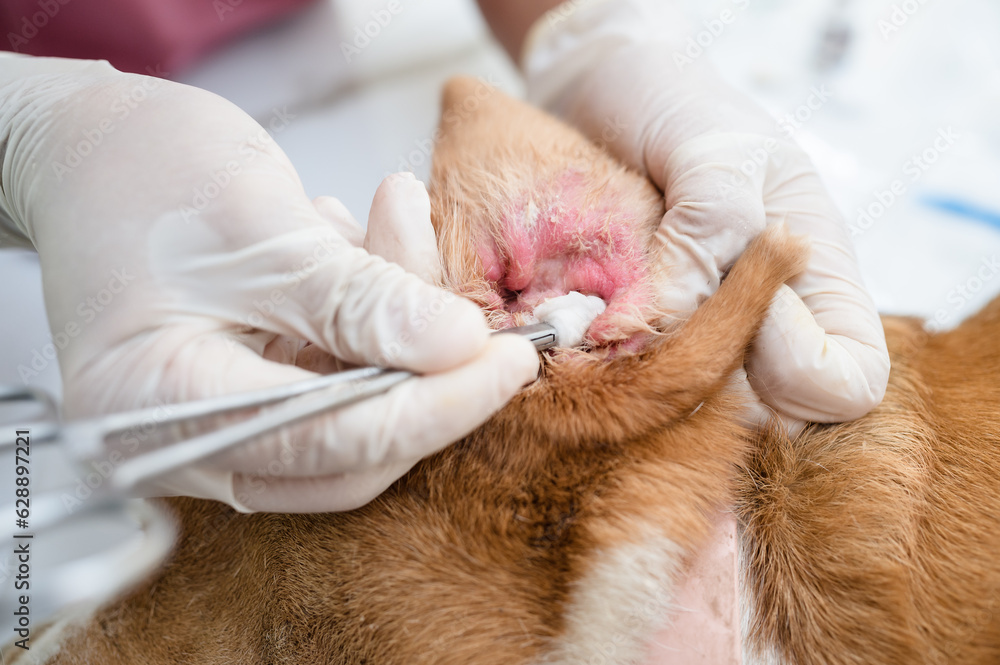 Veterinarian cleaning dog's ear of otitis Veterinarian cleaning dog's ear of otitis