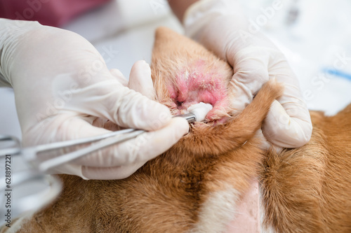 Veterinarian cleaning dog's ear of otitis