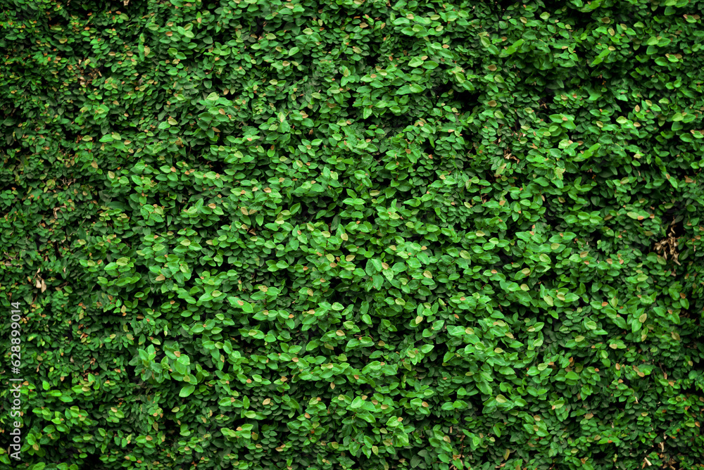 Obraz premium .Green leaves background.Nature background