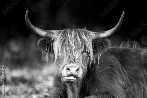 portrait of a bull