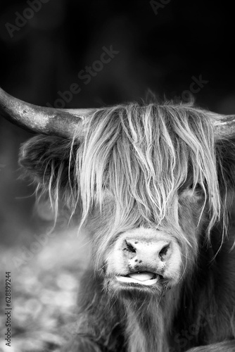 highland cow