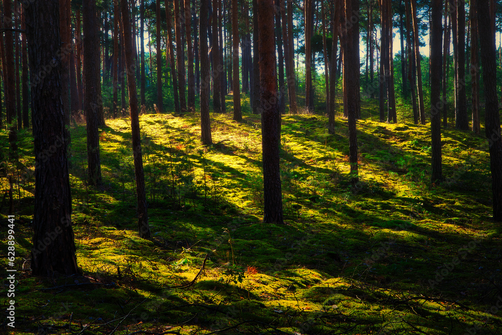 Obraz premium Sunset in the Forest - - Beautiful - Rays - Sunlight - Forest - Green - Silent - Summer - Morning - Landscape - Scenic - Woodland - Nature - Concept - Ecology - Environment
