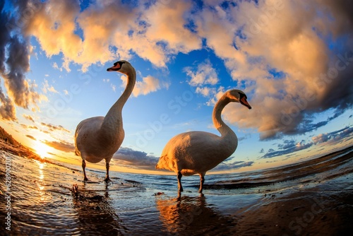 Two majestic swans standing in the tranquil ocean waters with a sunrise in the background