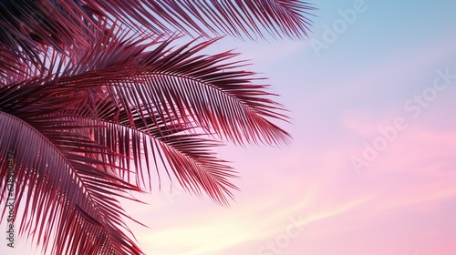 palm leaves against clear evening pink sky with copy space