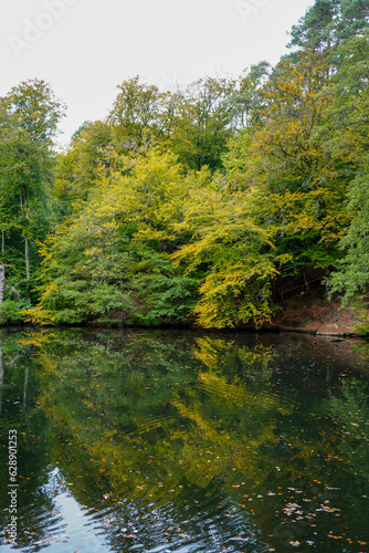 Fototapeta Naklejka Na Ścianę i Meble -  View over a lake surrounded by trees