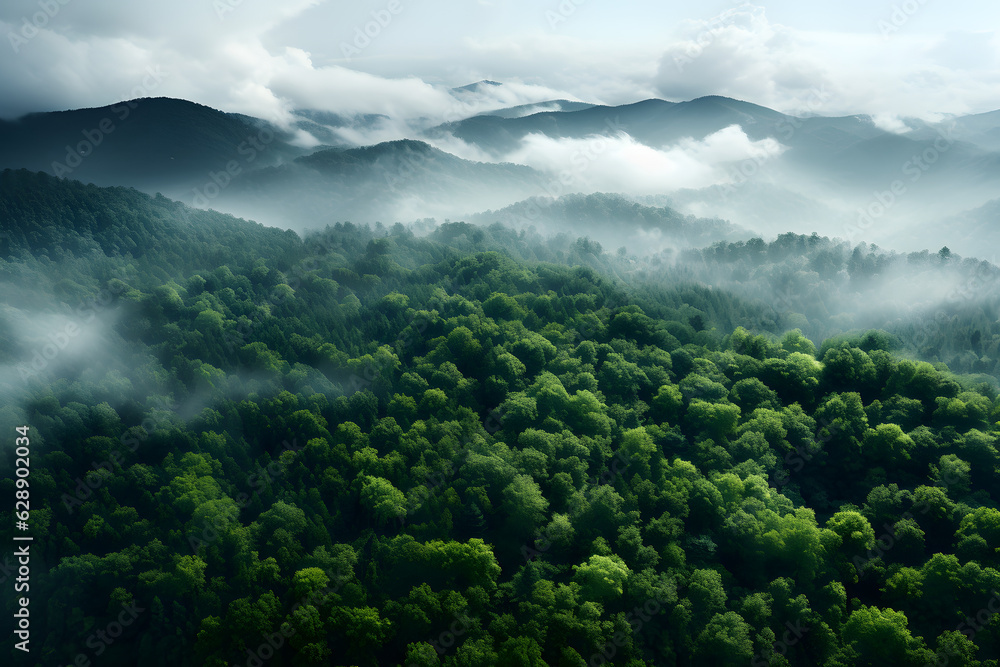 Obraz premium The tree forest is shown from above, landscape backgrounds. 