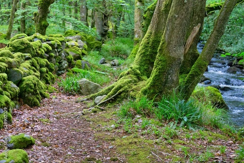 tree and stone wall covered with moss in the forest in Talybont, UK